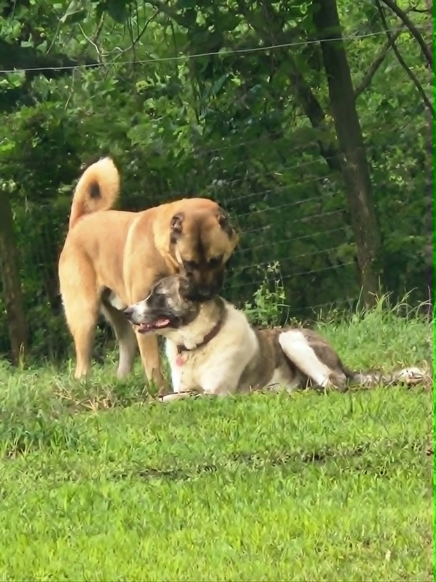 Atlas and Grizzly together in the pasture