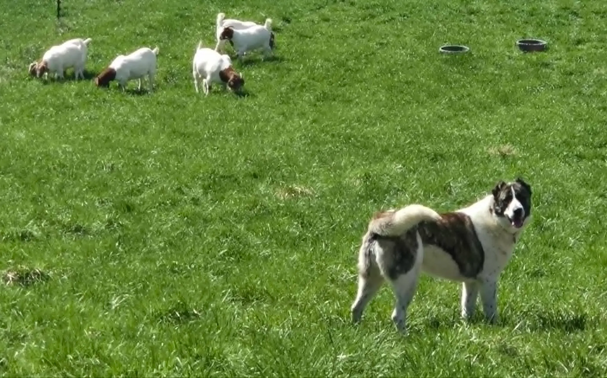 Grizzly, an Armenian Gampr, standing watch in the pasture with Boer goats grazing behind her