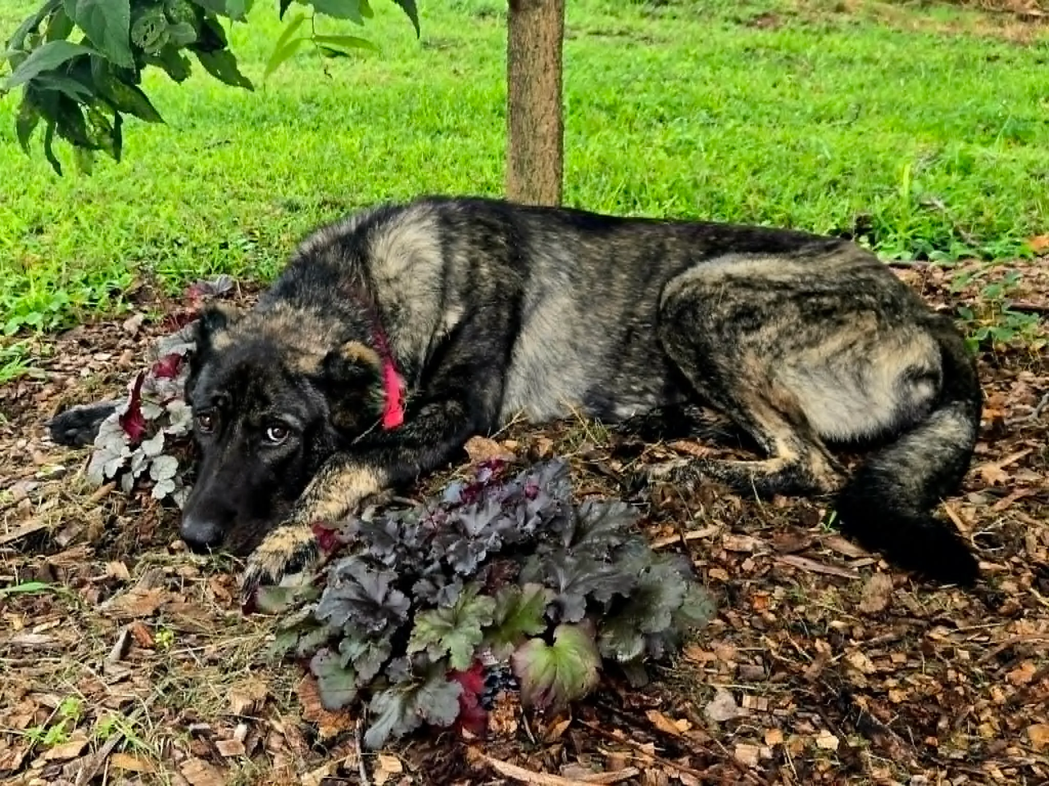 Karu, a dark sable Armenian Gampr pup, resting in the shade under a tree